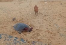 Tamilinfo.net news வடமராட்சி கிழக்கு கடற்பகுதியில் இறந்த நிலையில் கரையொதுங்கும் ஆமைகள்!