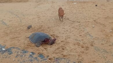 Tamilinfo.net news வடமராட்சி கிழக்கு கடற்பகுதியில் இறந்த நிலையில் கரையொதுங்கும் ஆமைகள்!