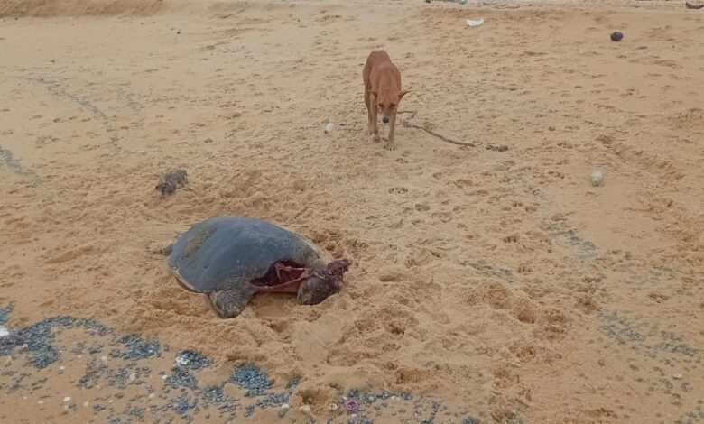 Tamilinfo.net news வடமராட்சி கிழக்கு கடற்பகுதியில் இறந்த நிலையில் கரையொதுங்கும் ஆமைகள்!