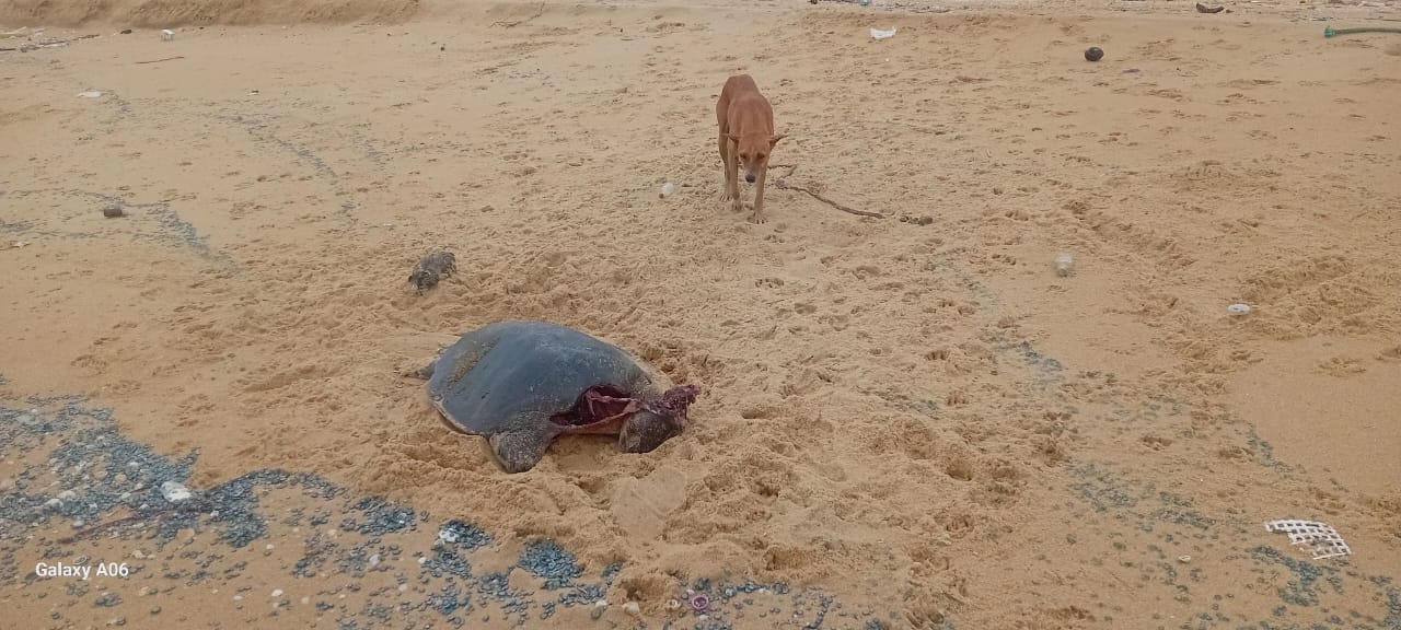 Tamilinfo.net news வடமராட்சி கிழக்கு கடற்பகுதியில் இறந்த நிலையில் கரையொதுங்கும் ஆமைகள்!