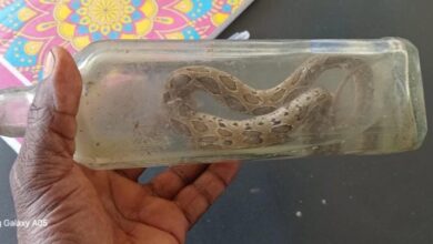 பாம்புக்கடிக்கு இலக்கான இளைஞன் உயிரிழப்பு!