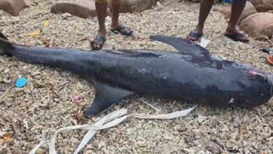 திருகோணமலையில் கரையொதுங்கிய டொல்பின்!