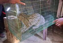 யாழ்.சாவகச்சேரியில் சிக்கிய சருகு புலி!